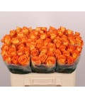 Rose Sawa 50 cm
