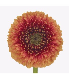 Germini pom Beaker x 30