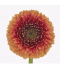 Germini pom Beaker x 20