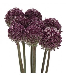 Allium summer Drumme 90 cm