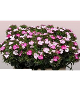 Dianthus barb Will pink magi 60 cm