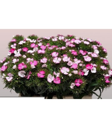 Dianthus barb Will pink magi 60 cm