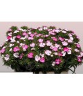 Dianthus barb Will pink magi 60 cm
