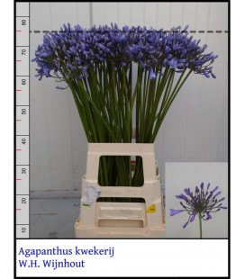 Agapanthe Donau 80 cm