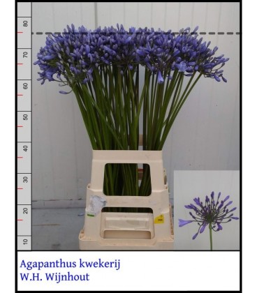 Agapanthe Donau 80 cm
