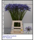 Agapanthe Donau 80 cm