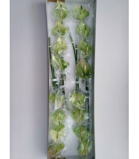Anthurium Pr Al Mint x16