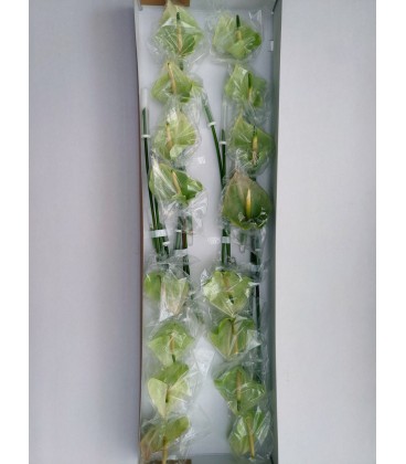 Anthurium Pr Al Mint x16