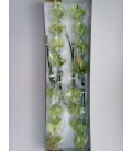 Anthurium Pr Al Mint x16