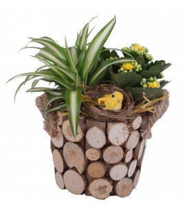 Compo plantes 16 cm