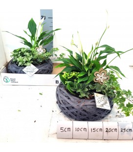 Compo plantes 20 cm