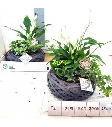 Compo plantes 20 cm