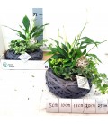 Compo plantes 20 cm