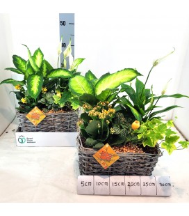 Compo plantes 27 cm