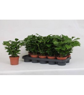 Café plantes Ø 12