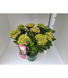 Hortensia Amethyst Ø 23 h 60