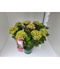 Hortensia Amethyst Ø 23 h 60