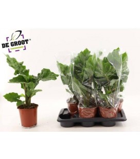 Alocasia Low Rider Ø 17 h 55
