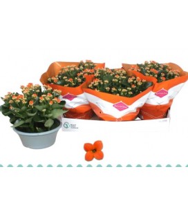 Kalanchoe Acheron coupe Ø 23