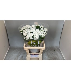 Dianthus barb Kiwi Bunny 65 cm
