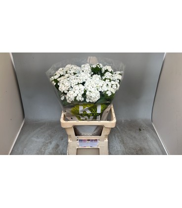 Dianthus barb Kiwi Bunny 60 cm
