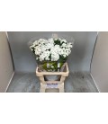 Dianthus barb Kiwi Bunny 60 cm