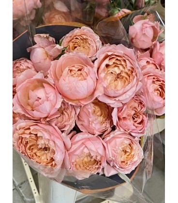 Rose Branchue Julietta 60 cm