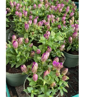 Gentiane pink star Ø 10.5