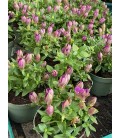 Gentiane pink star Ø 10.5