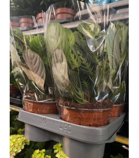 Maranta lemon Ø 12