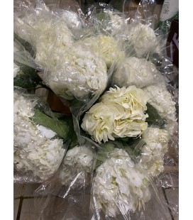 Hortensia blanc 60 cm equat