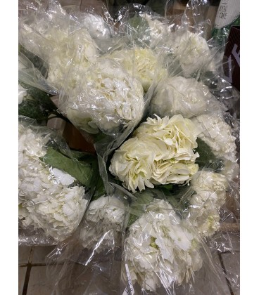Hortensia blanc 60 cm equat