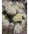 Hortensia blanc 60 cm equat