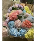 Hortensia mix coleur pastel Flora