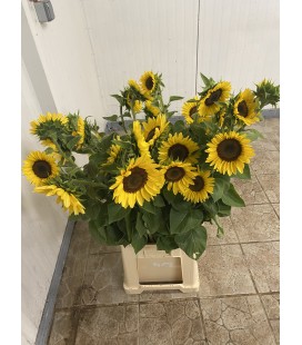 Tournesol Prod Locale
