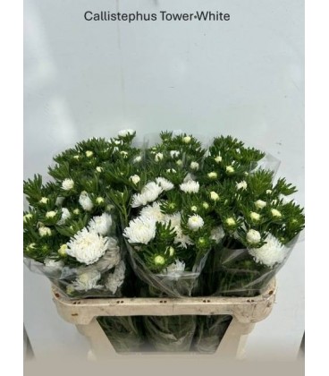 Reine Margeritte  80 cm( la botte )
