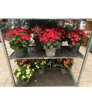 Begonia Soleinia Pot 23 FR