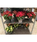Begonia Soleinia Pot 23 FR