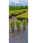 Fusain Aureus pot de 13