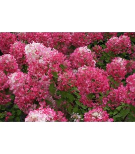 Hydrangea pan Diamond rouge Ø 23