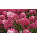 Hydrangea pan Diamond rouge Ø 23