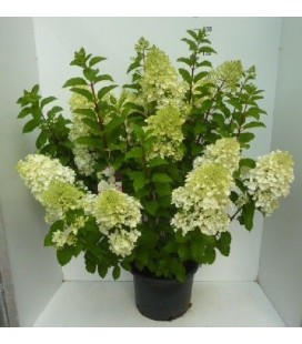Hydrangea pan Silver dollar Ø 32