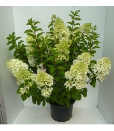 Hydrangea pan Silver dollar Ø 32