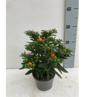 Solanum thorino pot de 13