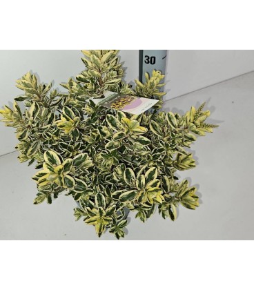 Veronique panache pot de 15 h 35