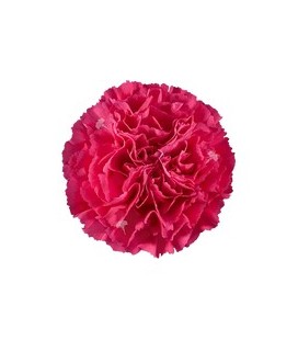 Oeillet Bach hot pink  (Colombie)