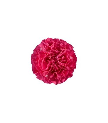 Oeillet hot pink 70 cm (Colombie)