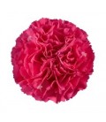 Oeillet hot pink 70 cm (Colombie)