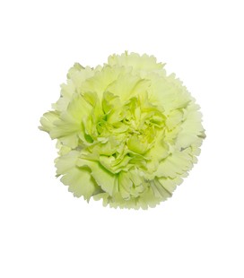 Oeillet Green Shot ( colombie) x 25