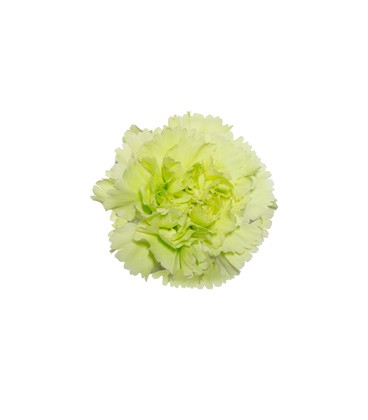 Oeillet Green Shot 60 cm
